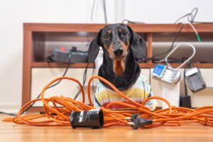 How Can You Protect Your Pets From Electrical Hazards?